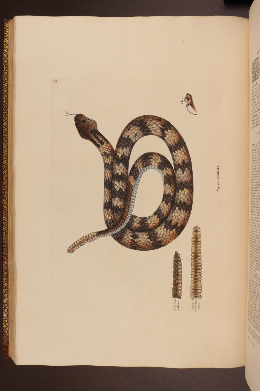Plate 41